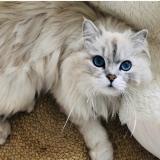 Picture of cat lost at La Grand Croix