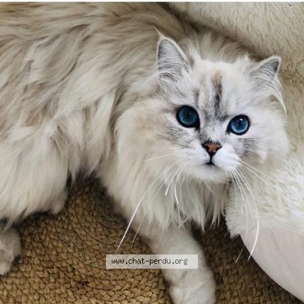 Photo 1/1 Bounty Chat lost in La grand croix