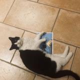 Picture of cat lost at Seyssins