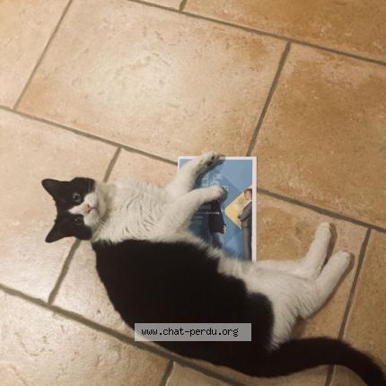 Photo 1/1 Mini Chat lost in Seyssins