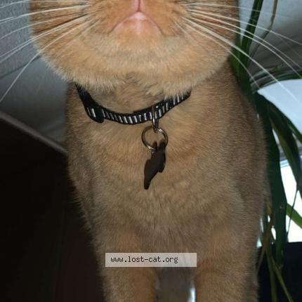 Photo 1/1 Cat reunited Lost in Calgary