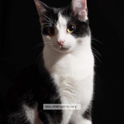 Foto 1/1 Wiedergefundene Katze Verloren in Boudry