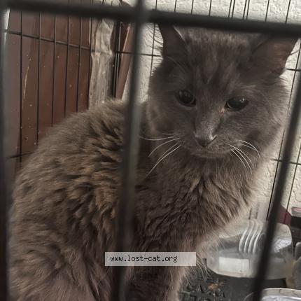 Picture of cat found at Cottage Grove