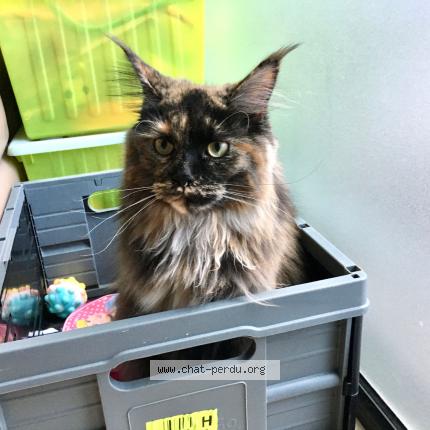 Foto van vermiste kat in Jette