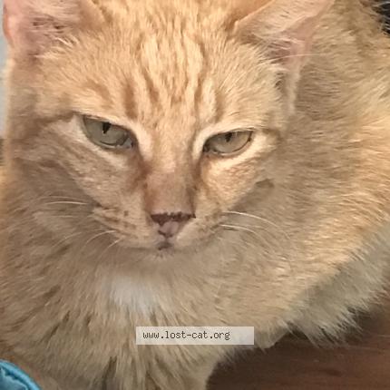 Photo 1/1 Reunited cat Lost in South Daytona