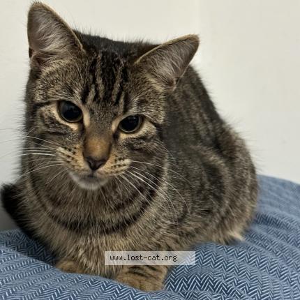 Photo 1/1 Cat reunited Lost in Markham