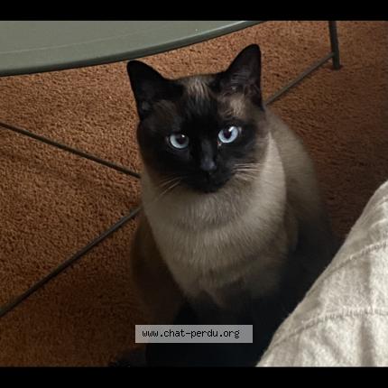 Foto 1/1 Kat teruggevonden Vermist in Vlezenbeek