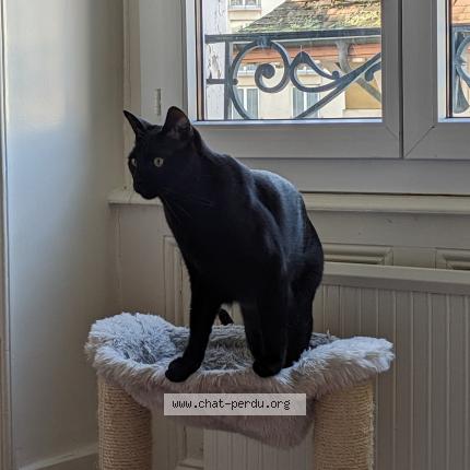 Foto einer verlorenen Katze in Lausanne
