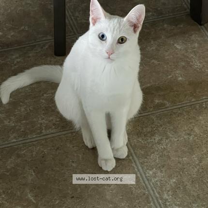 Photo 1/1 Cat reunited Lost in Lethbridge