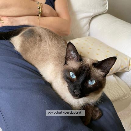 Foto einer verlorenen Katze in Lausanne
