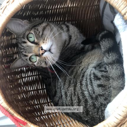 Foto 1/1 Wiedergefundene Katze Verloren in Pully