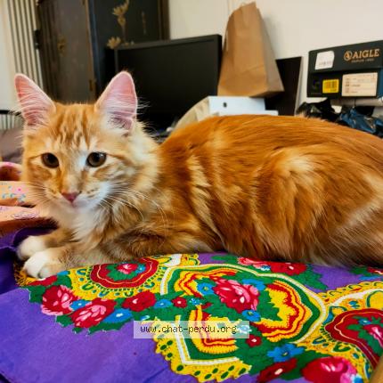 Foto 1/1 Wiedergefundene Katze Verloren in Bulle