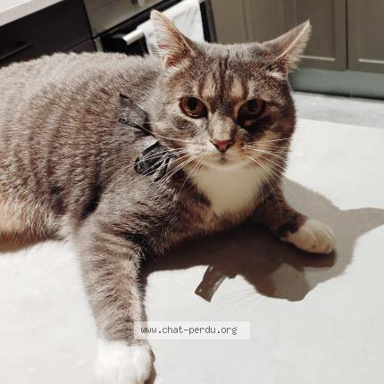 Foto 1/1 Kat teruggevonden Vermist in Soiron