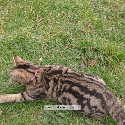 Photo 1/1 Thoundra Chat lost in Reims