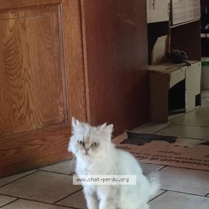 Foto 1/1 Kat teruggevonden Vermist in Petit Thier