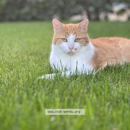 Foto 1/1 Wiedergefundene Katze Verloren in Tannay