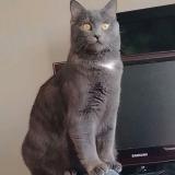 Picture of cat lost at Sevran