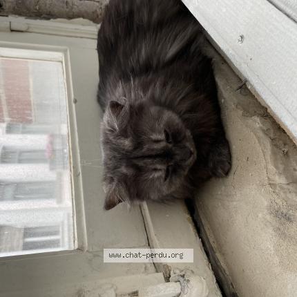 Foto van gevonden kat in Bruxelles