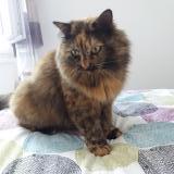 Picture of cat lost at Episy Moret Loing Et Orvanne