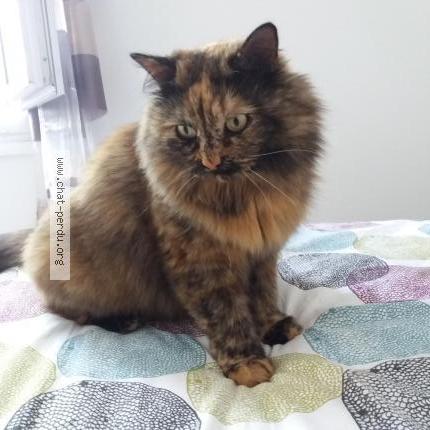 Photo 1/1 MINETTE Chat lost in Episy moret loing et orvanne