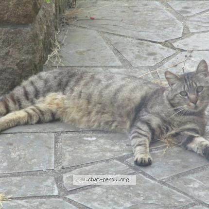 Photo 1/1 Found cat Found in Perros guirec