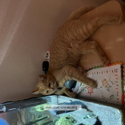 Foto einer verlorenen Katze in Estavayer Le Lac