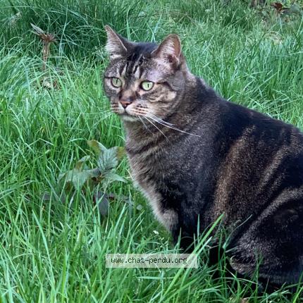 Photo 1/1 Choupette Chat lost in Louveciennes