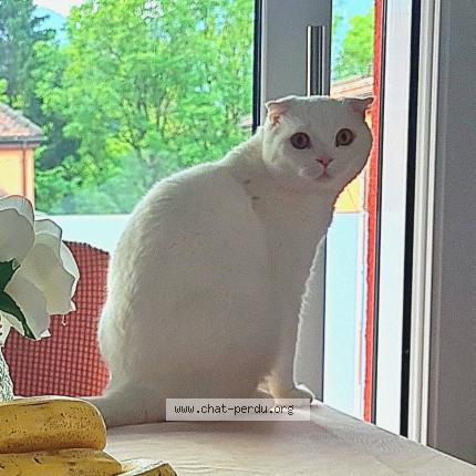 Foto 1/1 Wiedergefundene Katze Verloren in Chatel St Denis