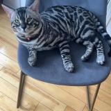 Picture of cat lost at Montreal