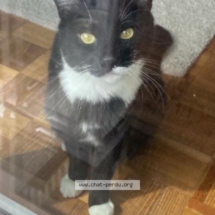 Foto 1/1 Wiedergefundene Katze Verloren in Pully