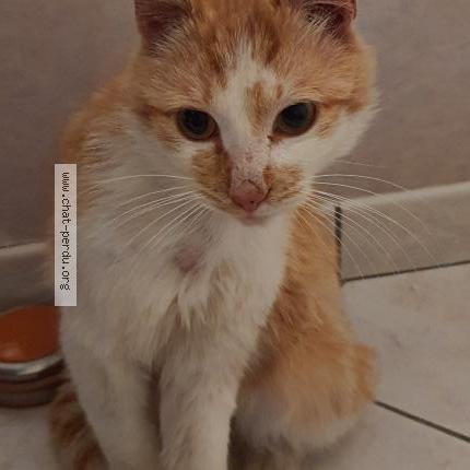 Photo 1/1 Cat reunited Lost in Nantes