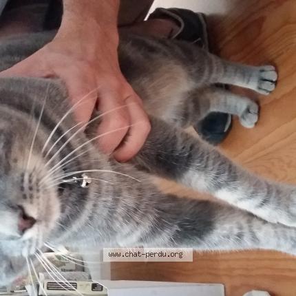 Foto van gevonden kat in Ixelles