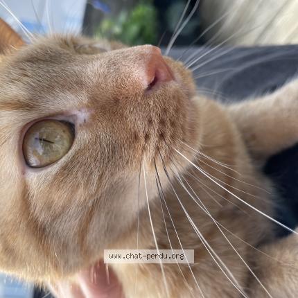 Foto van vermiste kat in Bruxelles