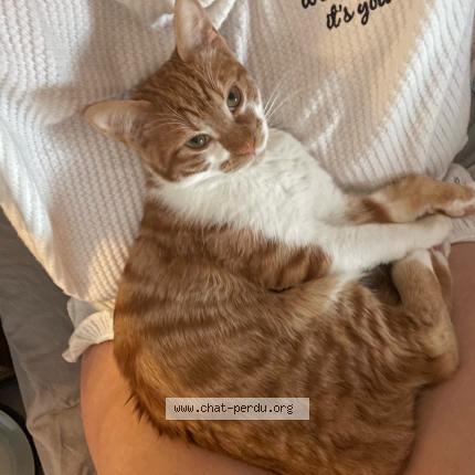 Foto van vermiste kat in Liege