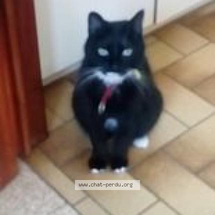 Foto 1/1 Kat teruggevonden Vermist in Ath