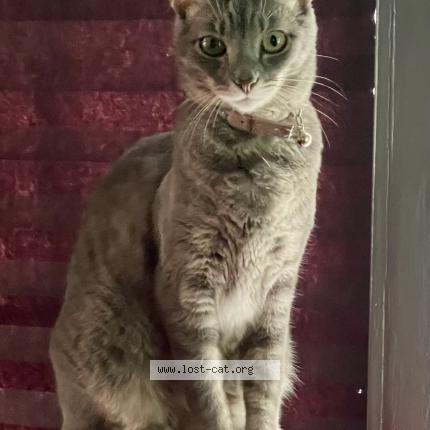 Photo 1/3 Reunited cat Lost in Jacksonville