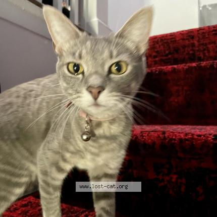 Photo 2/3 Reunited cat Lost in Jacksonville