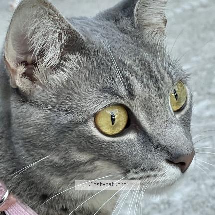 Photo 3/3 Reunited cat Lost in Jacksonville