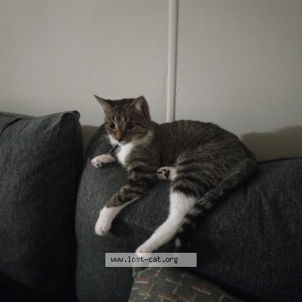 Photo 1/1 Reunited cat Lost in Flat Rock