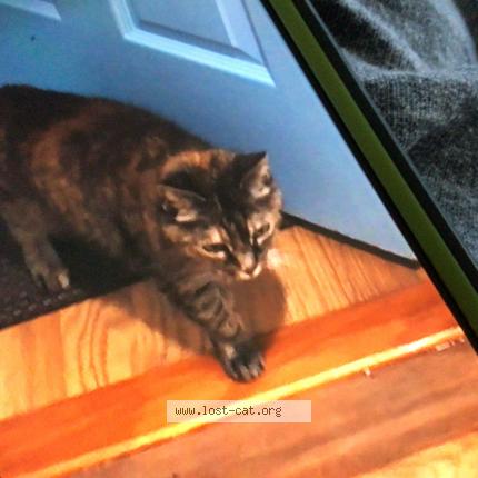 Photo 1/1 Reunited cat Lost in Vacaville