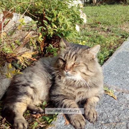 Photo 1/1 OUKI Chat lost in Gilly sur isere