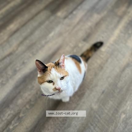 Picture of cat lost at Sandusky