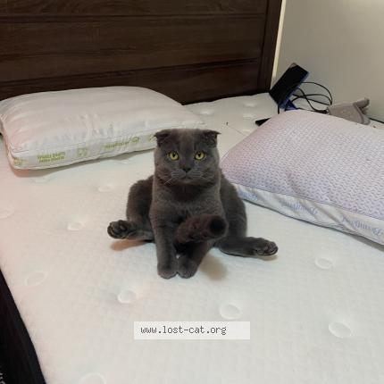 Photo 1/1 Cat reunited Lost in Edmonton