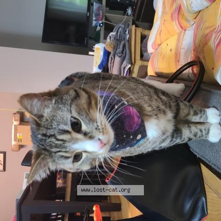 Photo 1/1 Cat reunited Lost in Edmonton