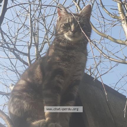 Foto van vermiste kat in Ebly