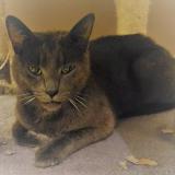 Picture of cat found at Montboucher Sur Jabron