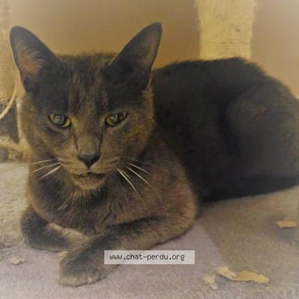 Photo 1/1 Cat reunited Found in Montboucher sur jabron