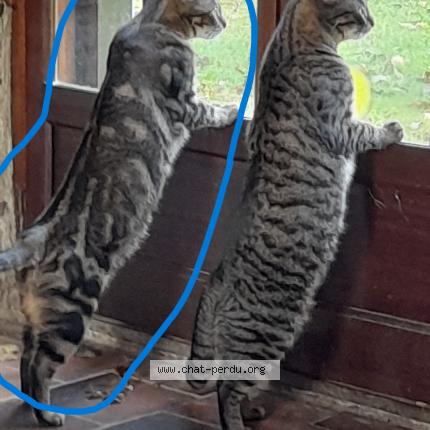 Photo 1/1 Papate Chat lost in Ville d avray