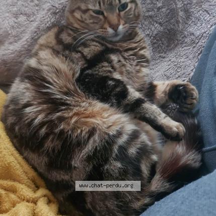 Foto 1/1 Kat teruggevonden Vermist in Molenbeek
