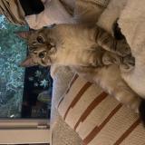 Picture of cat lost at Nantes